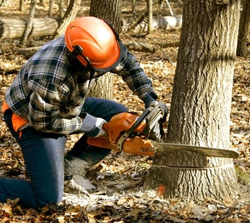 Tree Removal in Decker, MI